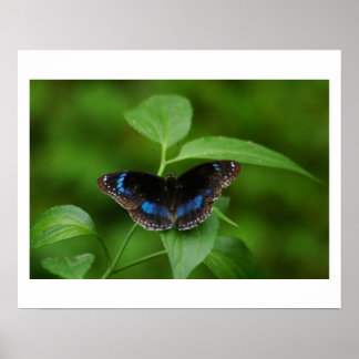 Affiche Papillon noir