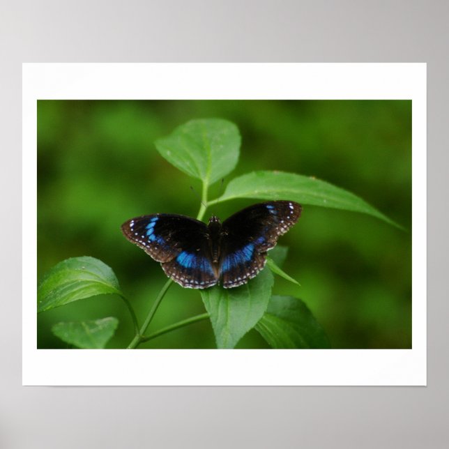 Affiche Papillon noir (Devant)