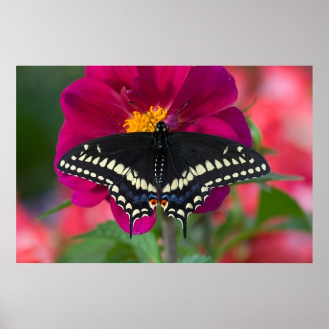 Affiche Papillon noir à queue fourchue sur zinnia (Devant)