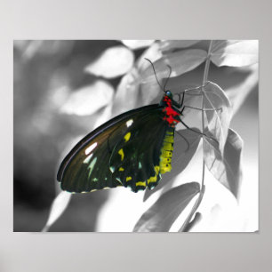 Affiche Papillon noir Couleur partielle Nature