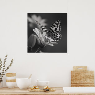 Affiche Papillon noir et blanc