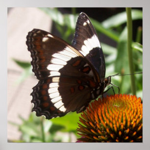 Affiche Papillon noir et blanc 49