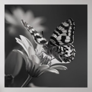 Affiche Papillon noir et blanc et fleur