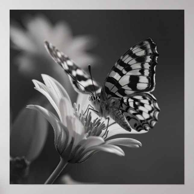 Affiche Papillon noir et blanc et fleur (Devant)