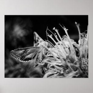 Affiche Papillon noir et blanc se nourrissant d'une fleur