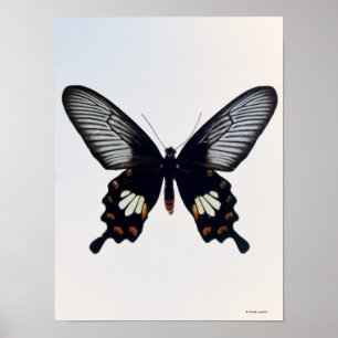 Affiche Papillon noir et brun