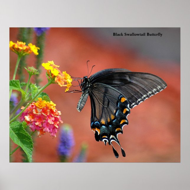 Affiche Papillon noir Swallowtail (Devant)
