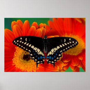 Affiche Papillon noir Swallowtail sur Gerberia Daisy