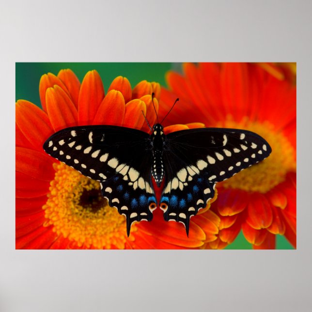 Affiche Papillon noir Swallowtail sur Gerberia Daisy (Devant)