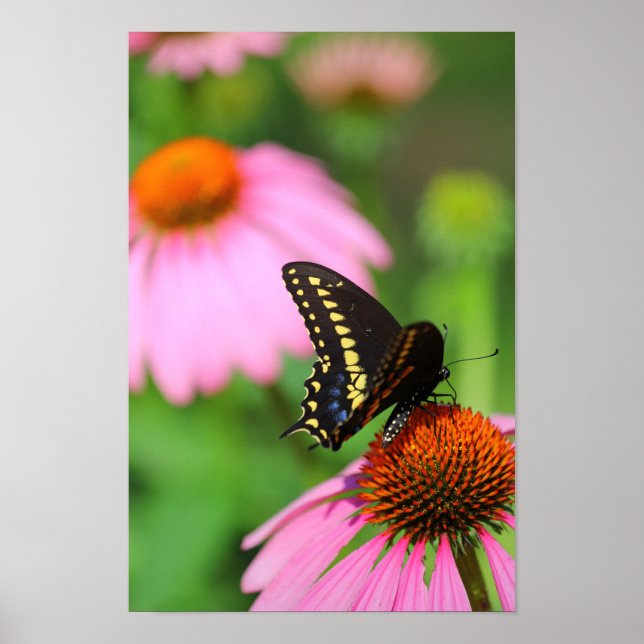Affiche Papillon noir Swallowtail sur un coneflower, Ohio (Devant)