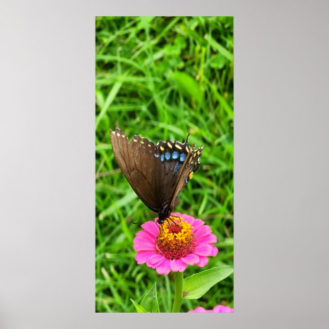 Affiche Papillon noir Swallowtail sur une fleur rose (Devant)