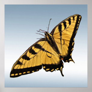 Affiche Papillon oriental de machaon de tigre