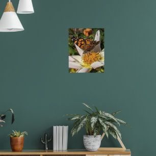 Affiche Papillon Painted Lady sur Dahlia blanc