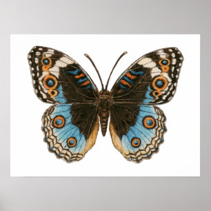 Affiche Papillon Pansy Bleu