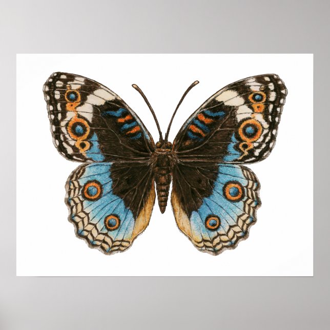 Affiche Papillon Pansy Bleu (Devant)