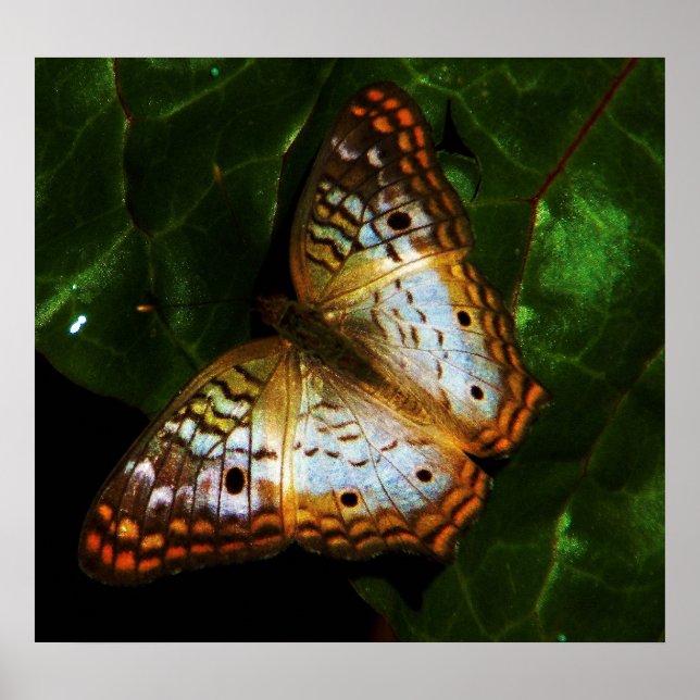 Affiche papillon paon (Devant)