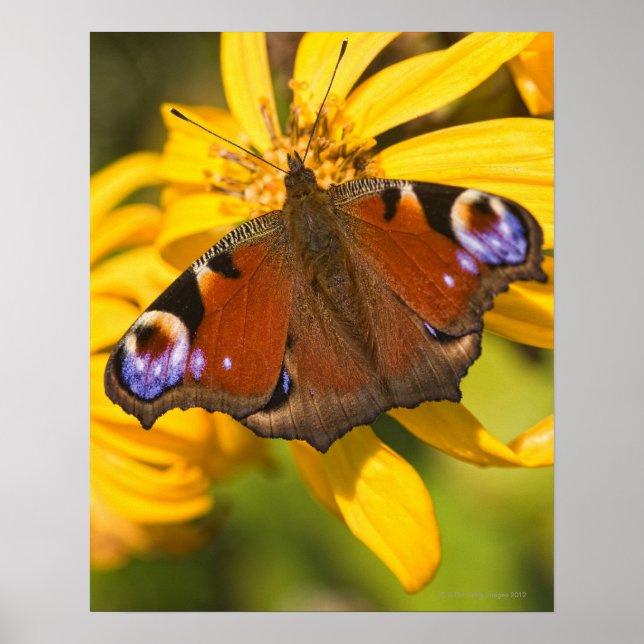 Affiche Papillon paon (Devant)