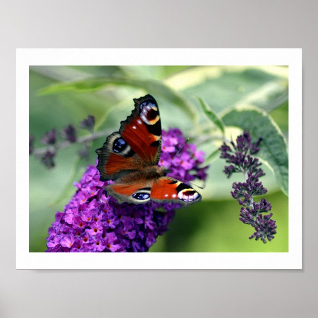 Affiche Papillon paon (Inachis io) (Devant)