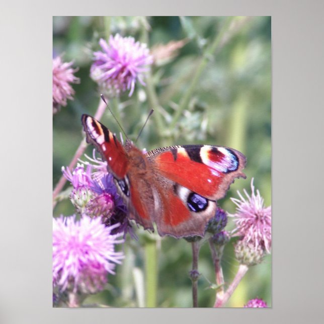Affiche Papillon Paon sous le soleil d'été (Devant)
