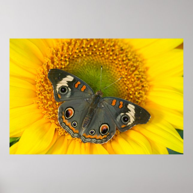 Affiche Papillon Papilio polyxenes sur Tournesol (Devant)