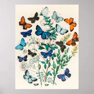 Affiche Papillon papillon vintage Ancien art d'illustratio