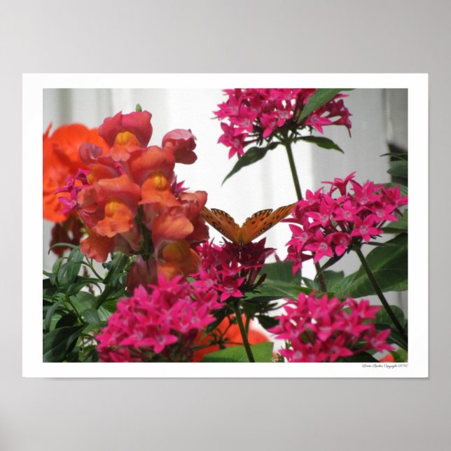 Affiche Papillon parmi les fleurs roses et orange (Devant)