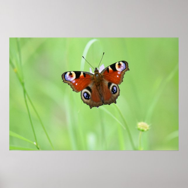 Affiche Papillon Peacock (Devant)