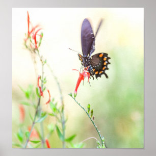 Affiche Papillon Pipevine dans la lumière de l'après-midi