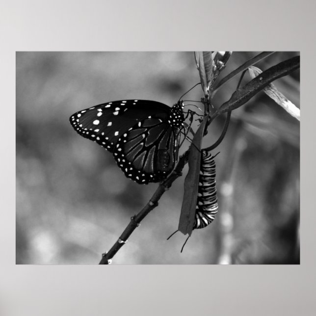 Affiche Papillon Queen avec Monarch Caterpillar en B & W (Devant)
