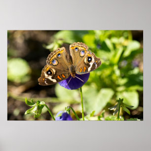 Affiche Papillon rouge commun dans l'affiche du jardin