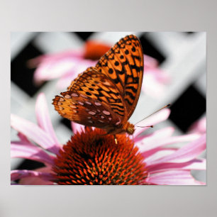 Affiche Papillon sur coneflower 2