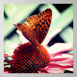 Affiche Papillon sur Echinacea Coneflower Fermer