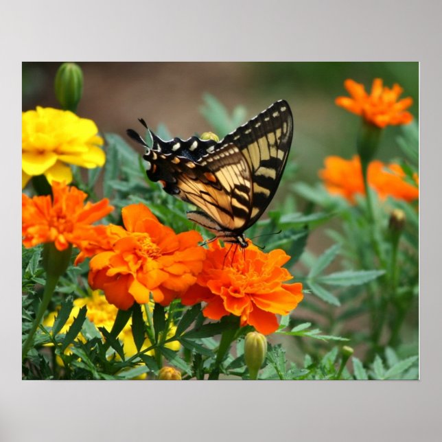 Affiche Papillon sur Fleurs Orange et Jaune (Devant)