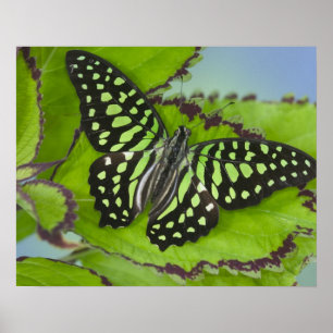 Affiche Papillon sur fond vert