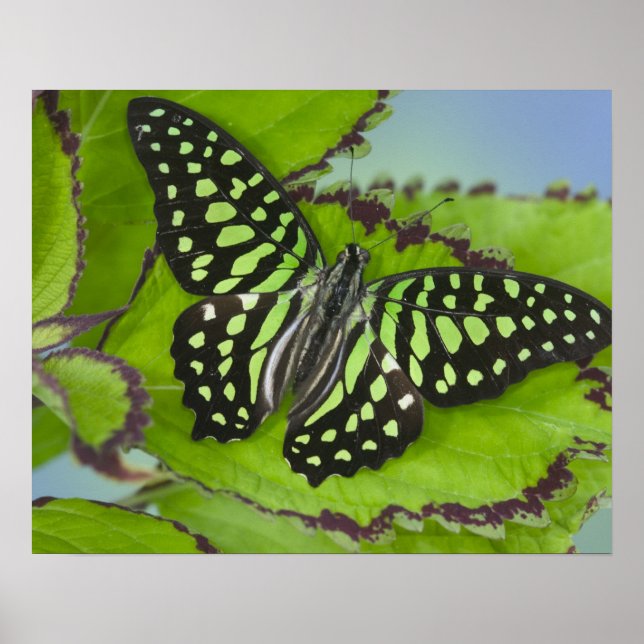 Affiche Papillon sur fond vert (Devant)
