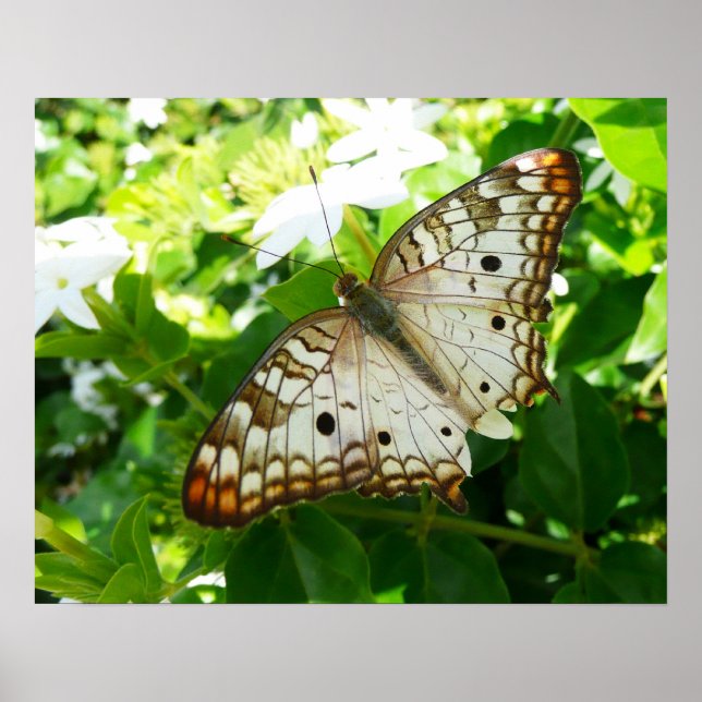 Affiche Papillon sur Jasmin Photographie de la nature trop (Devant)