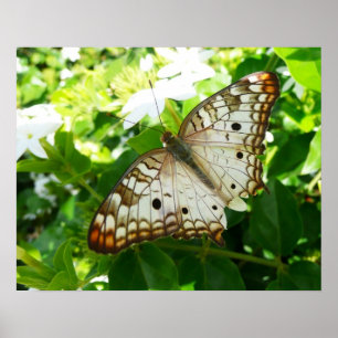 Affiche Papillon sur Jasmine Tropical Nature Photographie