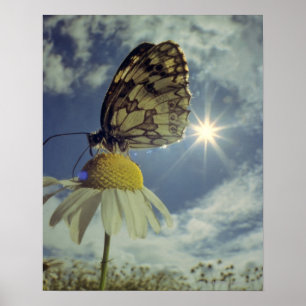 Affiche Papillon sur la fleur de camomille avec le soleil,