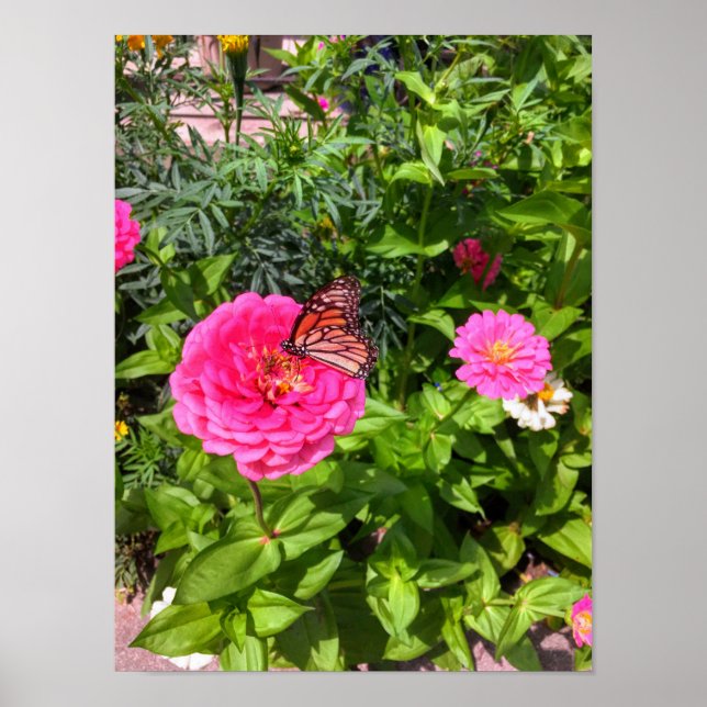 Affiche Papillon sur l'affiche rose Zinnia (Devant)