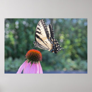 Affiche Papillon sur un confleur pourpre