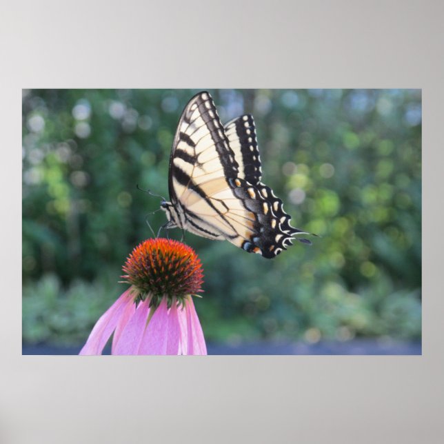 Affiche Papillon sur un confleur pourpre (Devant)