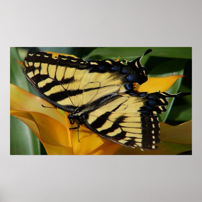 Affiche Papillon Swallowtail (Devant)