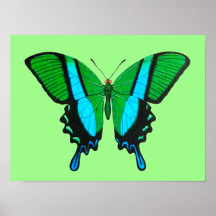 Affiche Papillon Swallowtail en vert, turquoise et noir