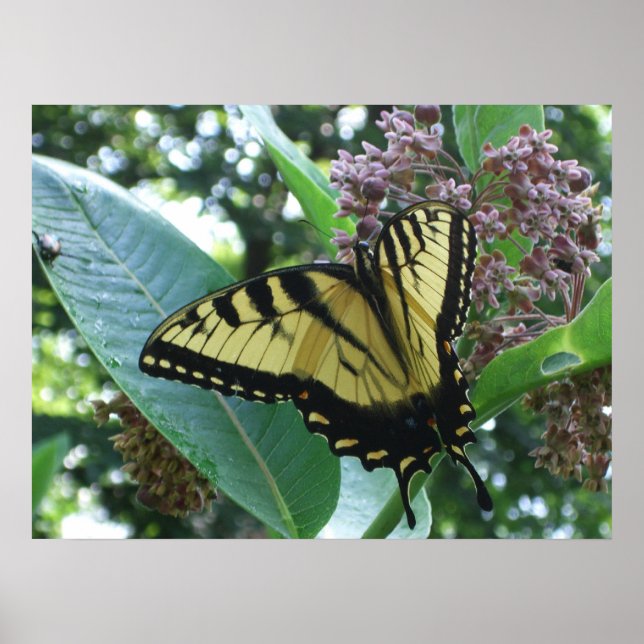Affiche Papillon Swallowtail I sur Asclépiade à Shenandoah (Devant)