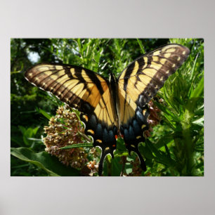 Affiche Papillon Swallowtail III Belle Photo Colorée