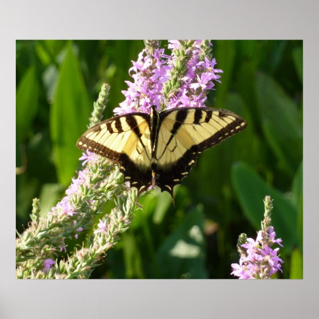 Affiche Papillon Swallowtail sur Fleurs sauvages pourpres (Devant)