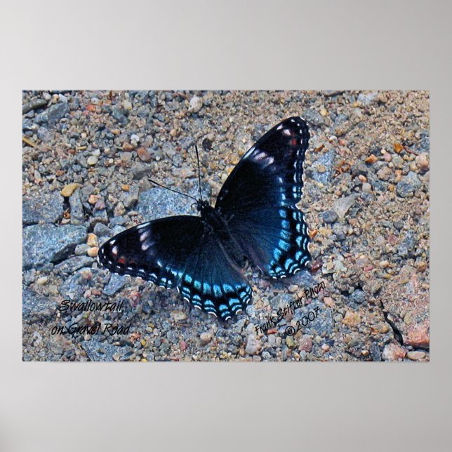 Affiche Papillon Swallowtail sur Gravel Road (Devant)