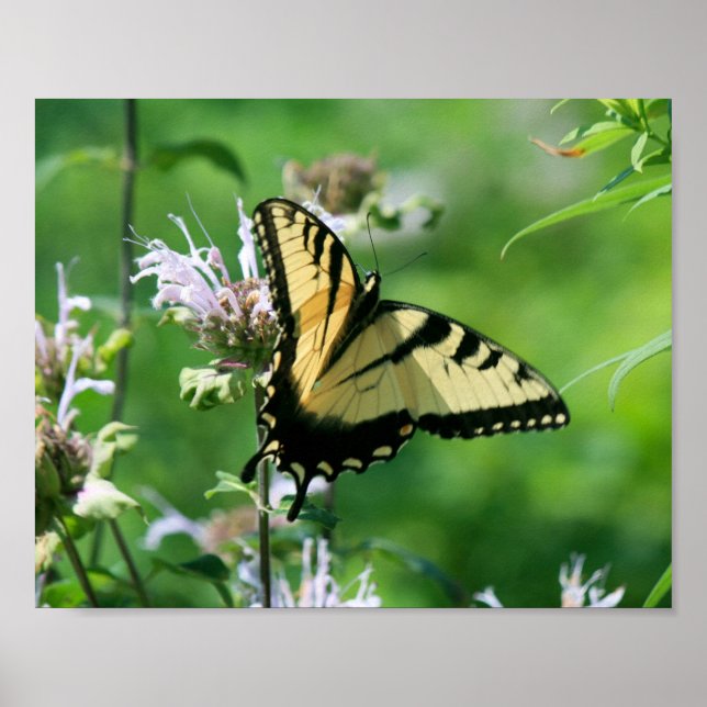 Affiche Papillon swallowtail sur la monarde (Devant)