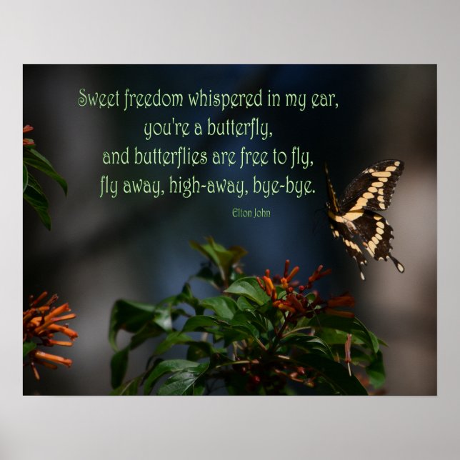 Affiche Papillon Swallowtail sur la photo de fleur (Devant)