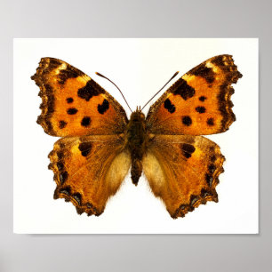 Affiche Papillon Tortoiseshel Blackleg isolé Carte postale